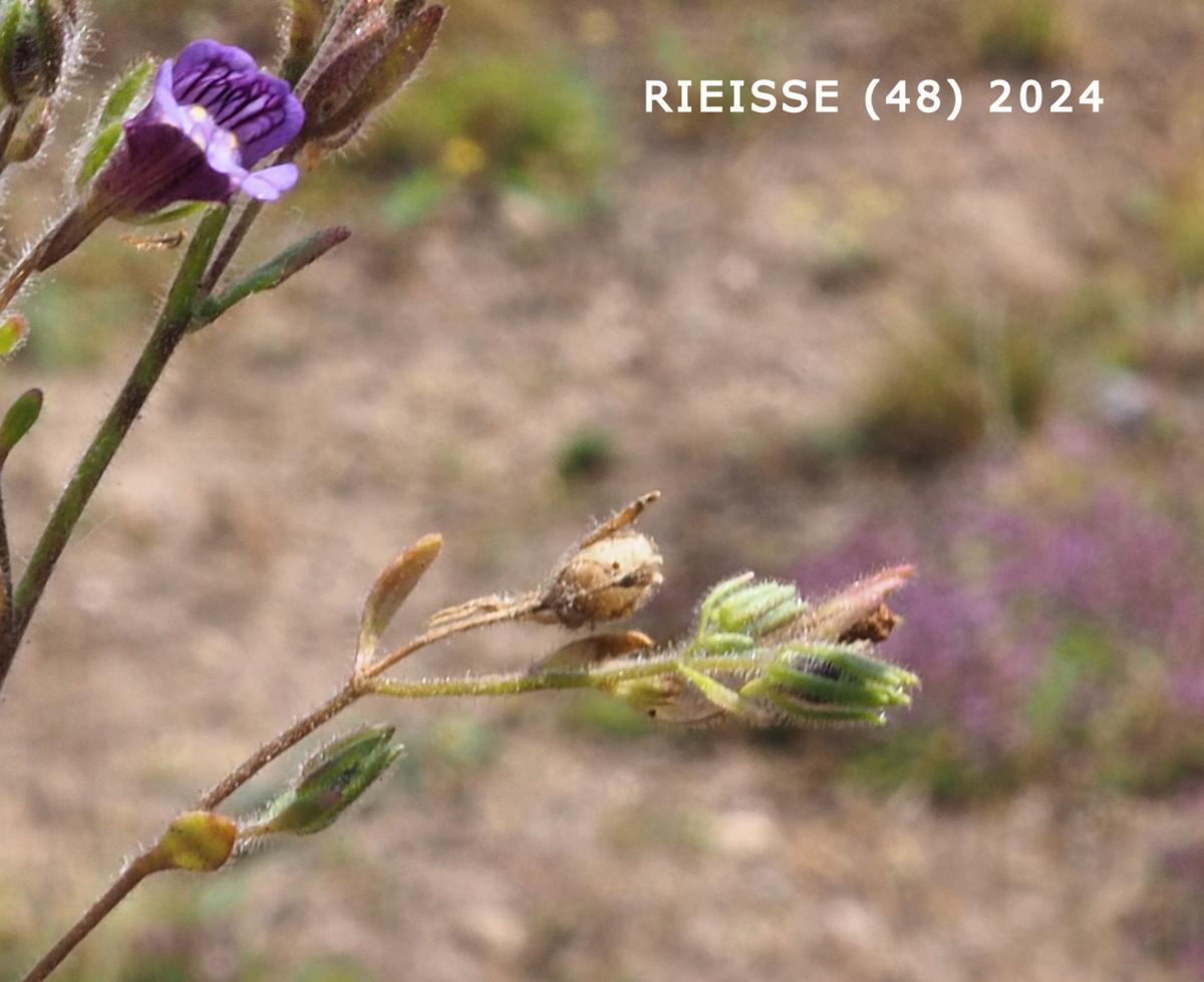 Toadflax, (Red-leaved) fruit